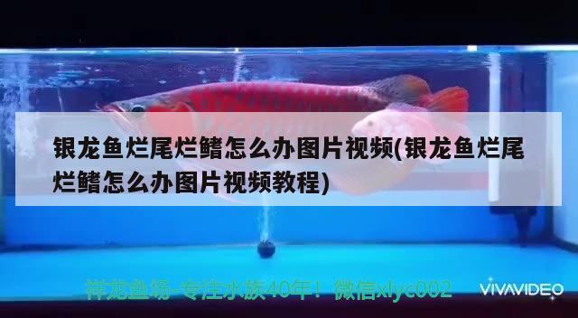 銀龍魚爛尾爛鰭怎么辦圖片視頻(銀龍魚爛尾爛鰭怎么辦圖片視頻教程) 銀龍魚百科