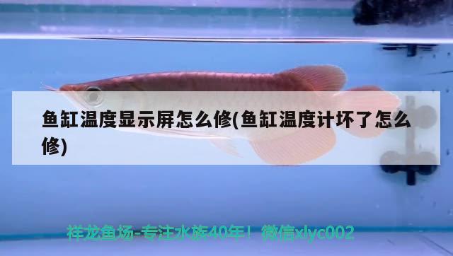 魚缸溫度顯示屏怎么修(魚缸溫度計壞了怎么修)