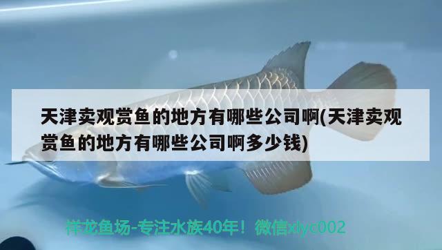 天津賣觀賞魚的地方有哪些公司啊(天津賣觀賞魚的地方有哪些公司啊多少錢) 定時(shí)器/自控系統(tǒng)