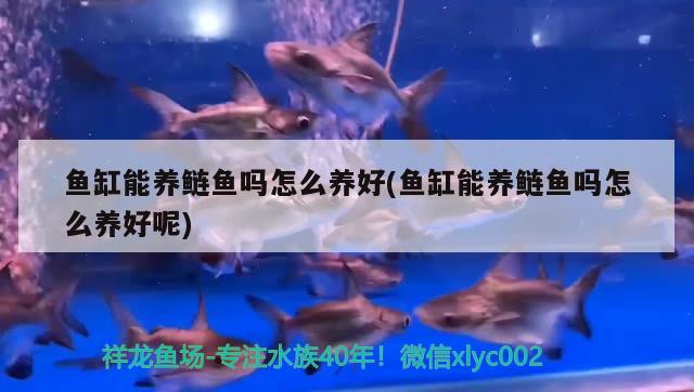 魚缸能養(yǎng)鰱魚嗎怎么養(yǎng)好(魚缸能養(yǎng)鰱魚嗎怎么養(yǎng)好呢)