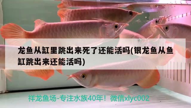 龍魚從缸里跳出來死了還能活嗎(銀龍魚從魚缸跳出來還能活嗎)