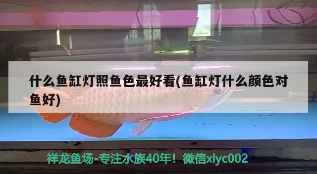 什么魚缸燈照魚色最好看(魚缸燈什么顏色對魚好)