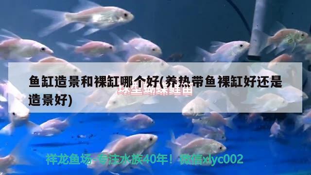 魚(yú)缸造景和裸缸哪個(gè)好(養(yǎng)熱帶魚(yú)裸缸好還是造景好) 肺魚(yú)