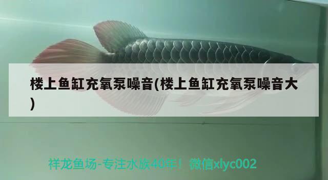 樓上魚缸充氧泵噪音(樓上魚缸充氧泵噪音大) 魚缸百科