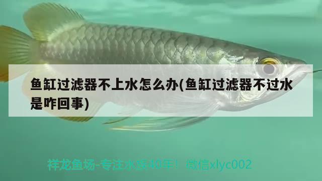 魚(yú)缸過(guò)濾器不上水怎么辦(魚(yú)缸過(guò)濾器不過(guò)水是咋回事) 廣州觀賞魚(yú)批發(fā)市場(chǎng)