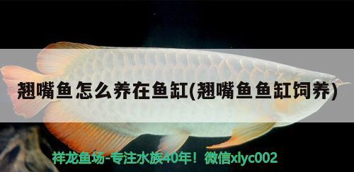 翹嘴魚怎么養(yǎng)在魚缸(翹嘴魚魚缸飼養(yǎng)) 殺菌消毒設(shè)備