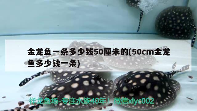 金龍魚一條多少錢50厘米的(50cm金龍魚多少錢一條) 祥龍進(jìn)口元寶鳳凰魚