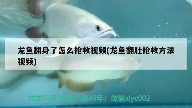 龍魚翻身了怎么搶救視頻(龍魚翻肚搶救方法視頻) 過背金龍魚