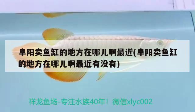 阜陽賣魚缸的地方在哪兒啊最近(阜陽賣魚缸的地方在哪兒啊最近有沒有) 野生埃及神仙魚