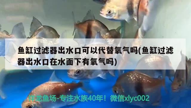 魚缸過濾器出水口可以代替氧氣嗎(魚缸過濾器出水口在水面下有氧氣嗎) 熱帶魚魚苗批發(fā)