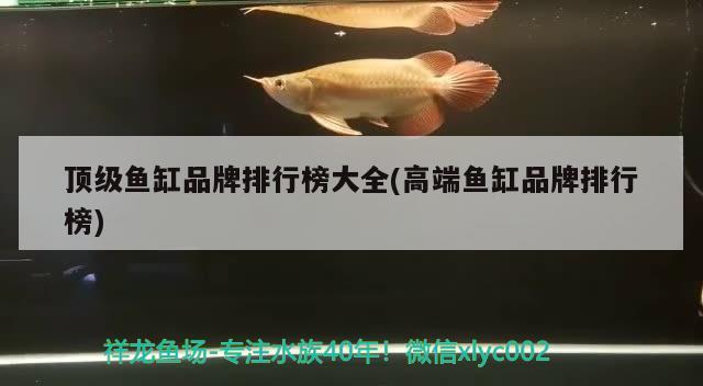 頂級魚缸品牌排行榜大全(高端魚缸品牌排行榜) 稀有金龍魚