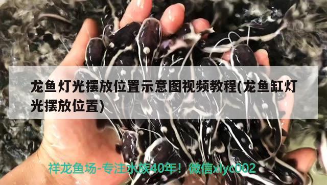 龍魚燈光擺放位置示意圖視頻教程(龍魚缸燈光擺放位置) BD魟魚