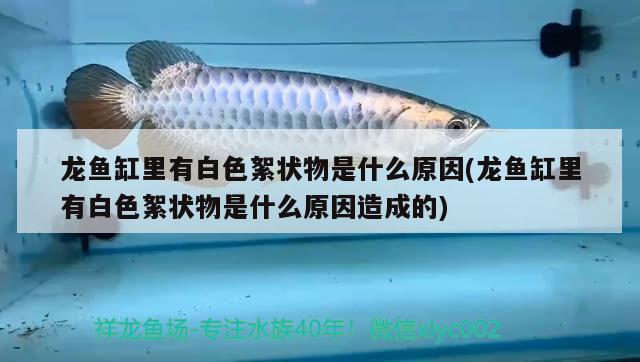 龍魚缸里有白色絮狀物是什么原因(龍魚缸里有白色絮狀物是什么原因造成的)