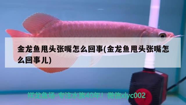 金龍魚甩頭張嘴怎么回事(金龍魚甩頭張嘴怎么回事兒)