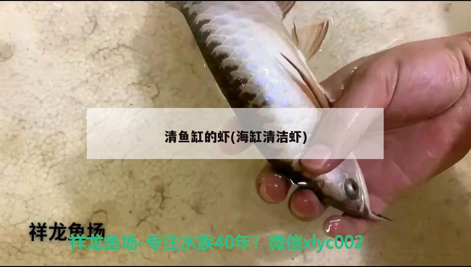 清魚缸的蝦(海缸清潔蝦) 三間鼠魚