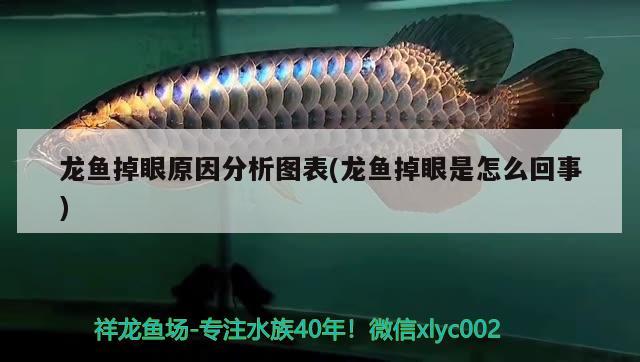 龍魚(yú)掉眼原因分析圖表(龍魚(yú)掉眼是怎么回事) 金三間魚(yú)