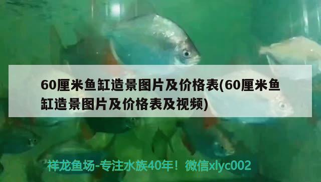 60厘米魚缸造景圖片及價(jià)格表(60厘米魚缸造景圖片及價(jià)格表及視頻)