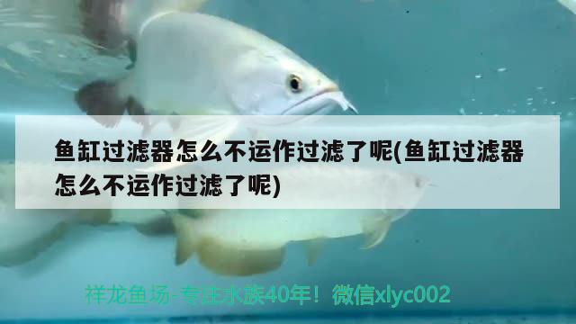 魚缸過(guò)濾器怎么不運(yùn)作過(guò)濾了呢(魚缸過(guò)濾器怎么不運(yùn)作過(guò)濾了呢) 申古銀版魚