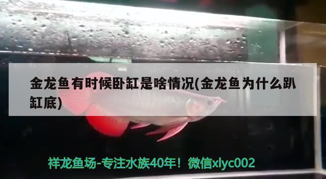 金龍魚有時候臥缸是啥情況(金龍魚為什么趴缸底)