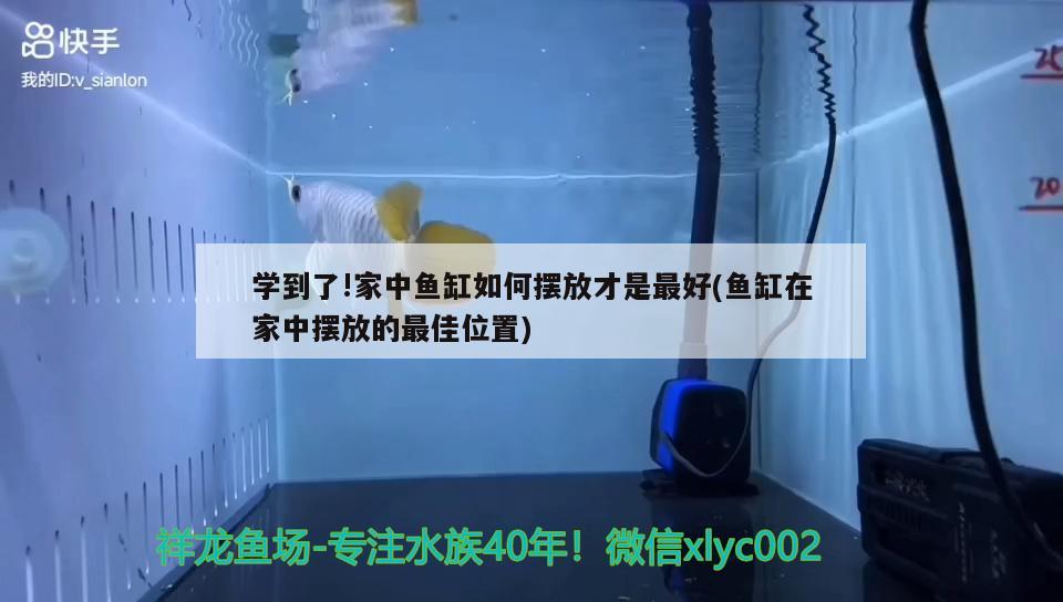 學到了!家中魚缸如何擺放才是最好(魚缸在家中擺放的最佳位置) 蝴蝶鯉魚苗