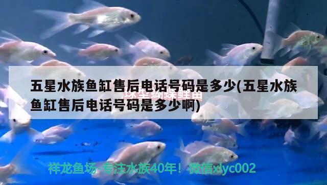 五星水族魚缸售后電話號碼是多少(五星水族魚缸售后電話號碼是多少啊)