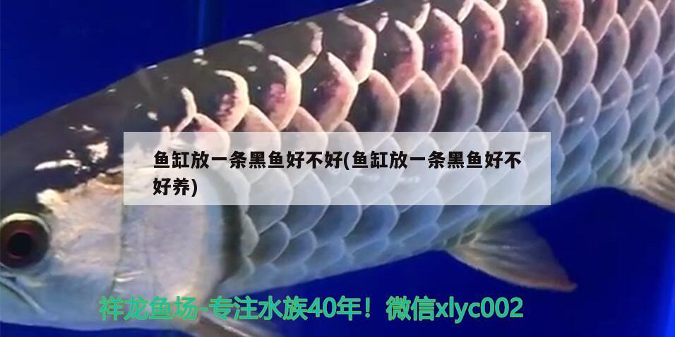 魚(yú)缸放一條黑魚(yú)好不好(魚(yú)缸放一條黑魚(yú)好不好養(yǎng))