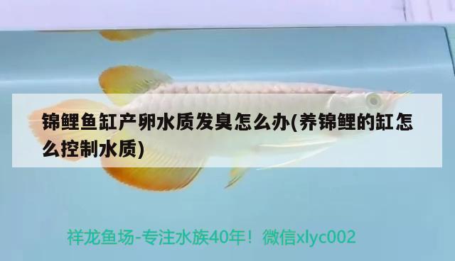 錦鯉魚(yú)缸產(chǎn)卵水質(zhì)發(fā)臭怎么辦(養(yǎng)錦鯉的缸怎么控制水質(zhì)) 祥龍魚(yú)場(chǎng)其他產(chǎn)品