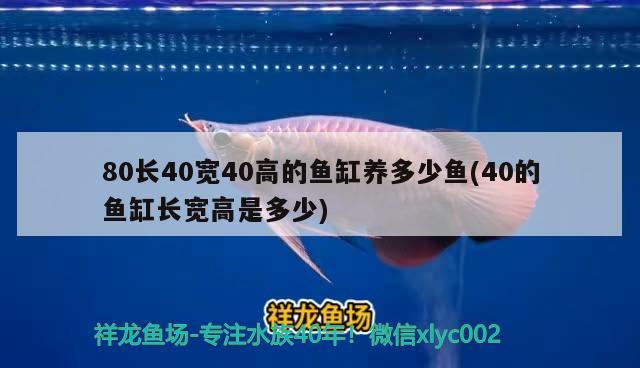 80長40寬40高的魚缸養(yǎng)多少魚(40的魚缸長寬高是多少) 熊貓異形魚L46