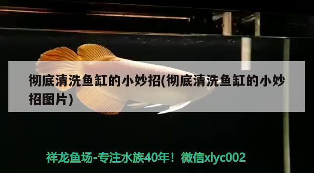 徹底清洗魚缸的小妙招(徹底清洗魚缸的小妙招圖片) 二氧化碳設(shè)備