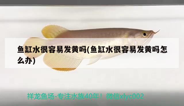 魚缸水很容易發(fā)黃嗎(魚缸水很容易發(fā)黃嗎怎么辦)