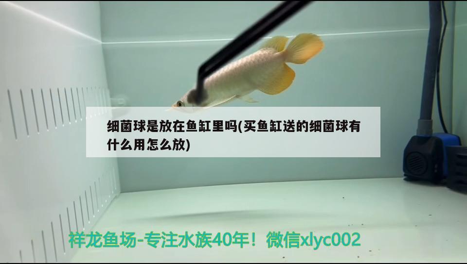 細(xì)菌球是放在魚(yú)缸里嗎(買魚(yú)缸送的細(xì)菌球有什么用怎么放) 七彩神仙魚(yú)