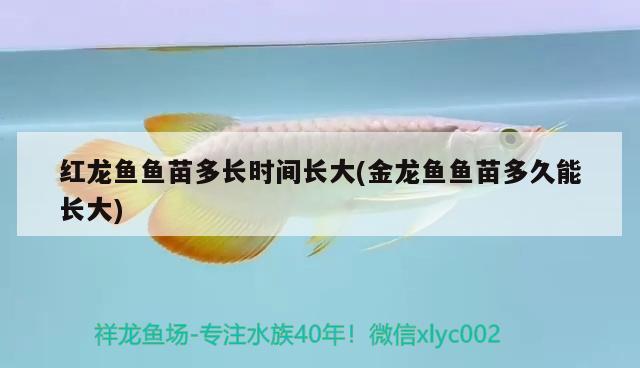 紅龍魚魚苗多長時(shí)間長大(金龍魚魚苗多久能長大)