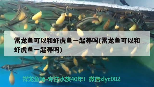 雷龍魚(yú)可以和蝦虎魚(yú)一起養(yǎng)嗎(雷龍魚(yú)可以和蝦虎魚(yú)一起養(yǎng)嗎)