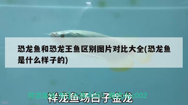 恐龍魚和恐龍王魚區(qū)別圖片對比大全(恐龍魚是什么樣子的) 恐龍王魚