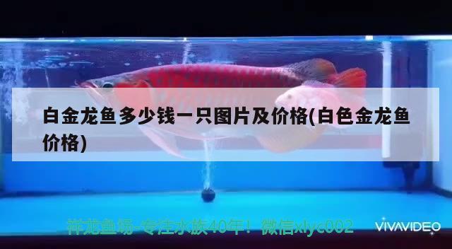 白金龍魚多少錢一只圖片及價格(白色金龍魚價格) 帝王三間魚