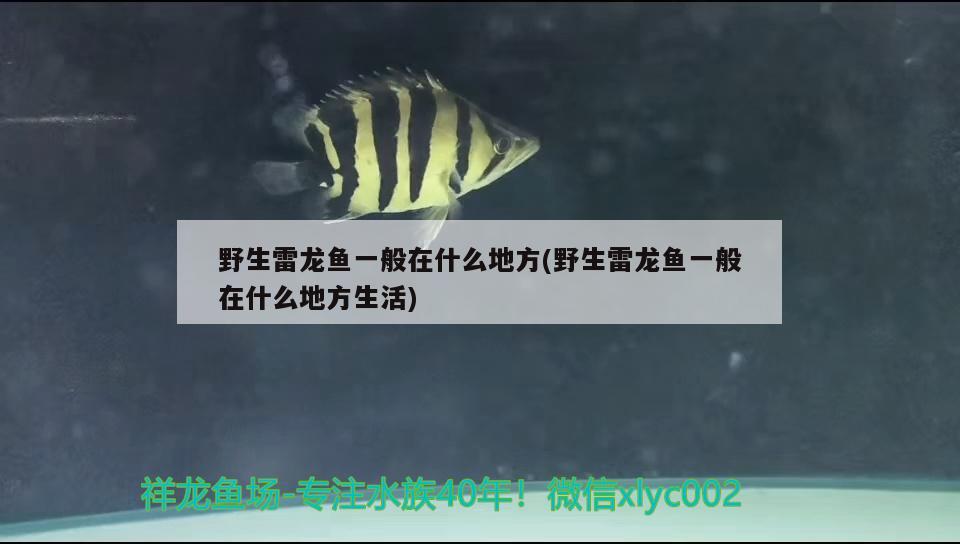 野生雷龍魚一般在什么地方(野生雷龍魚一般在什么地方生活) 印尼四紋虎