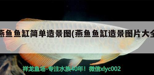 燕魚魚缸簡單造景圖(燕魚魚缸造景圖片大全) 泰國雪鯽魚