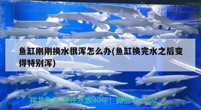 魚缸剛剛換水很渾怎么辦(魚缸換完水之后變得特別渾) 巴西亞魚