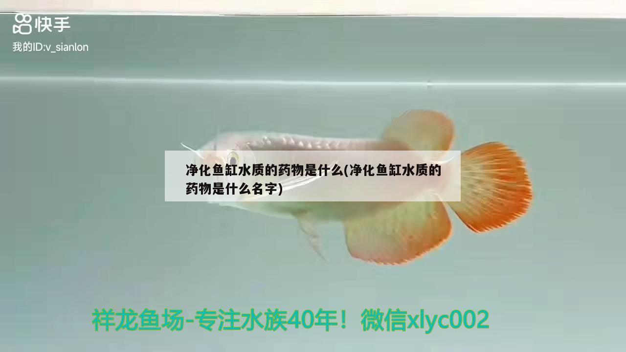 凈化魚(yú)缸水質(zhì)的藥物是什么(凈化魚(yú)缸水質(zhì)的藥物是什么名字) 觀賞魚(yú)市場(chǎng)（混養(yǎng)魚(yú)）