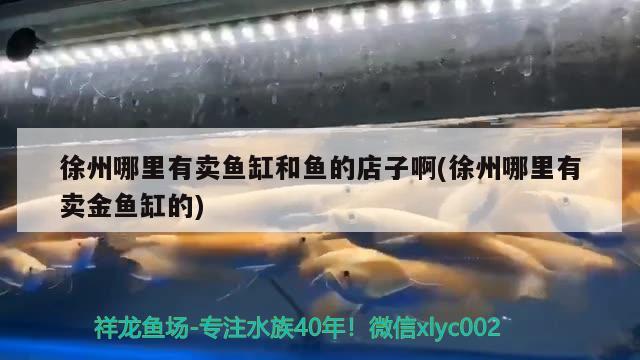 徐州哪里有賣魚缸和魚的店子啊(徐州哪里有賣金魚缸的) 養(yǎng)魚知識