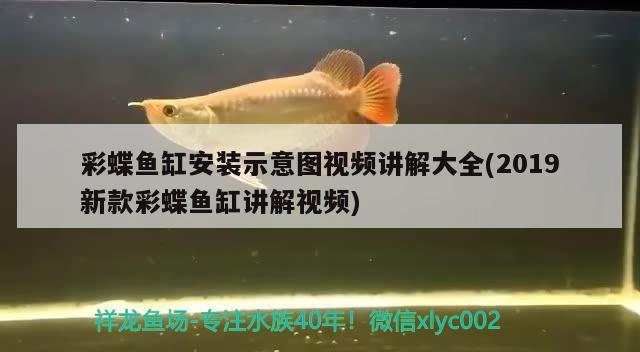 彩蝶魚缸安裝示意圖視頻講解大全(2019新款彩蝶魚缸講解視頻) 馬拉莫寶石魚苗