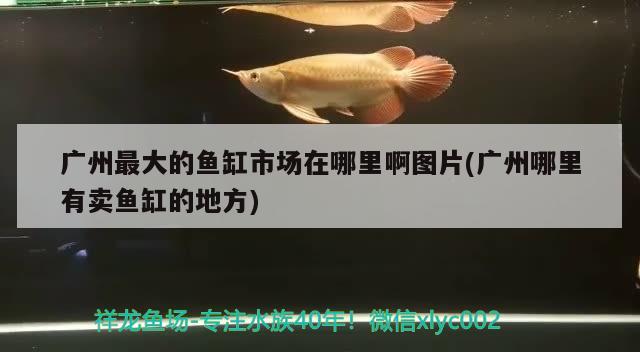 廣州最大的魚缸市場(chǎng)在哪里啊圖片(廣州哪里有賣魚缸的地方) 龍鳳鯉魚