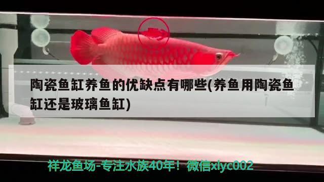 陶瓷魚缸養(yǎng)魚的優(yōu)缺點(diǎn)有哪些(養(yǎng)魚用陶瓷魚缸還是玻璃魚缸) 過濾設(shè)備