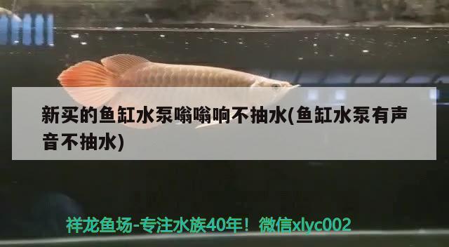 新買(mǎi)的魚(yú)缸水泵嗡嗡響不抽水(魚(yú)缸水泵有聲音不抽水) 魚(yú)缸水泵