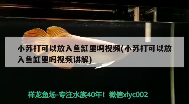 小蘇打可以放入魚缸里嗎視頻(小蘇打可以放入魚缸里嗎視頻講解) PH調(diào)節(jié)劑