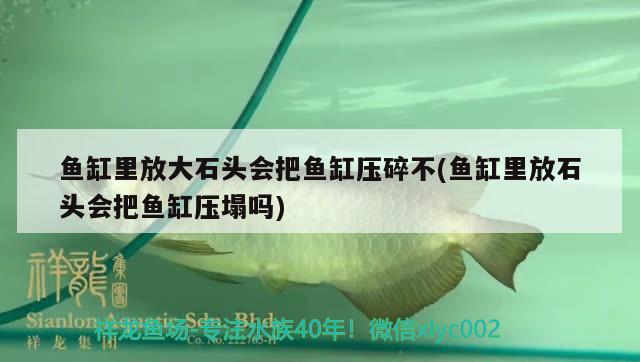 魚缸里放大石頭會把魚缸壓碎不(魚缸里放石頭會把魚缸壓塌嗎) 進口元寶鳳凰魚