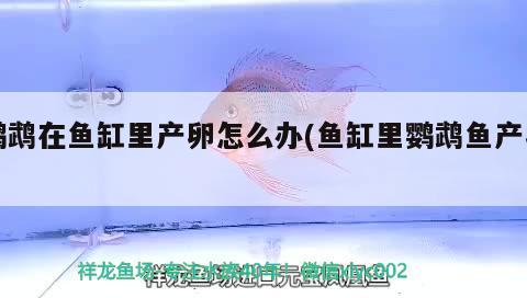 鸚鵡在魚缸里產(chǎn)卵怎么辦(魚缸里鸚鵡魚產(chǎn)卵)