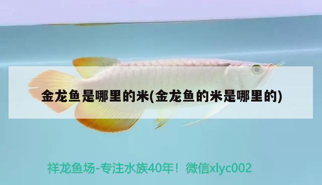 金龍魚(yú)是哪里的米(金龍魚(yú)的米是哪里的)