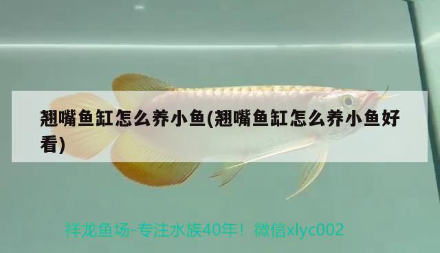 翹嘴魚缸怎么養(yǎng)小魚(翹嘴魚缸怎么養(yǎng)小魚好看) 金龍魚百科