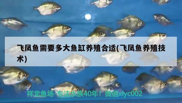 飛鳳魚需要多大魚缸養(yǎng)殖合適(飛鳳魚養(yǎng)殖技術(shù)) 飛鳳魚